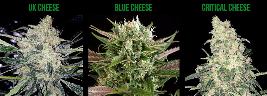 different cheese strains