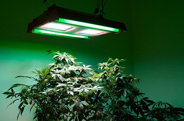 indoor grow lights
