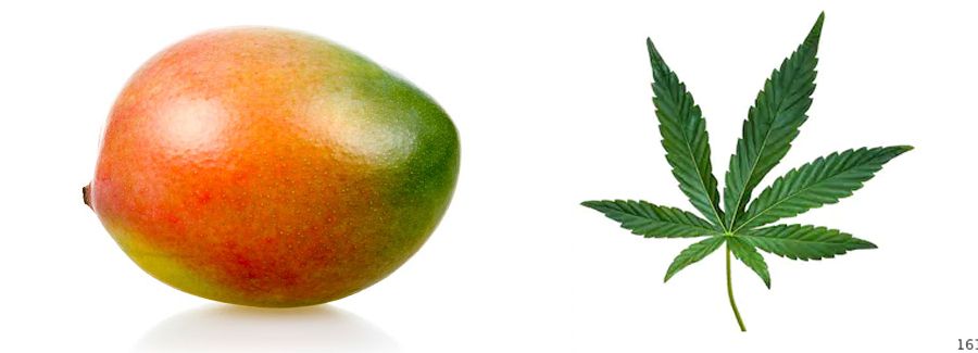 how mangoes and cannabis interact