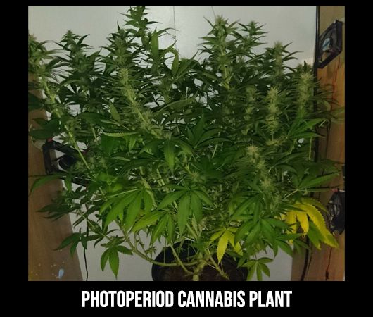photoperiod plants size