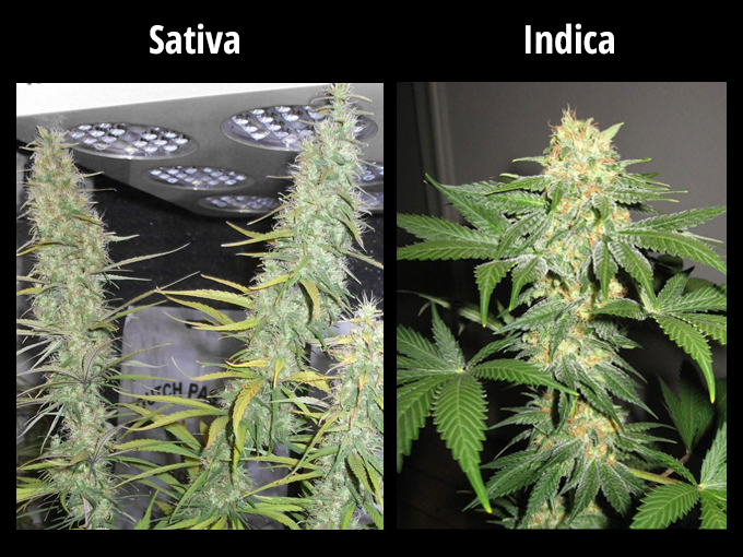 difference between sativa and indica plants