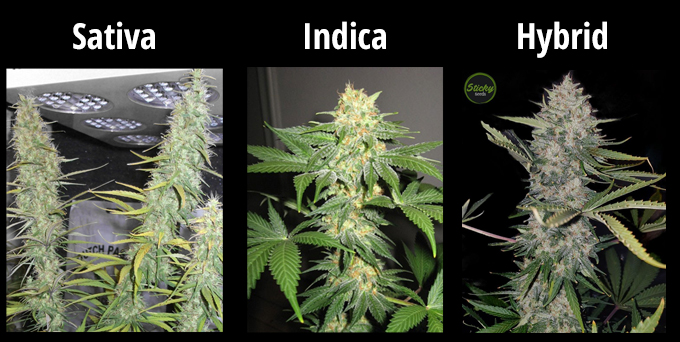 Indica, Sativa, and Hybrid plant