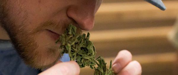 smell testing cannabis
