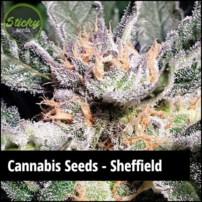 cannabis seeds in Sheffield