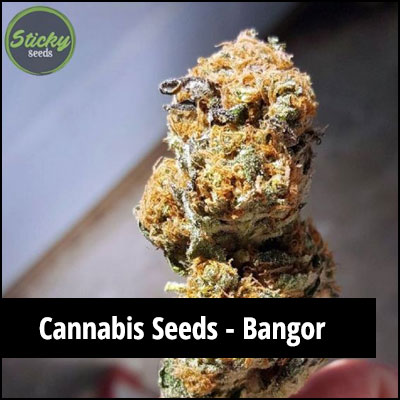 cannabis seeds in Aberdeen