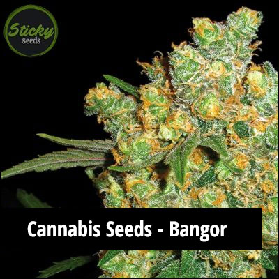 cannabis seeds in Bangor