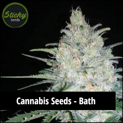 cannabis seeds in Bath