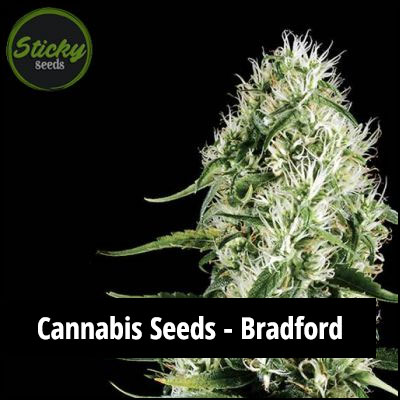 cannabis seeds in Bradford