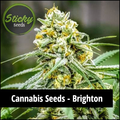 cannabis seeds in brighton