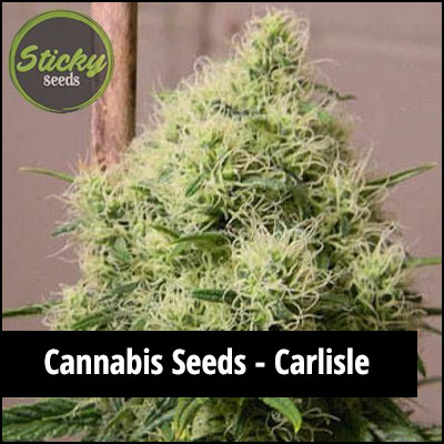 cannabis seeds in Carlisle