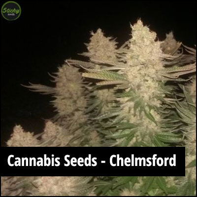 cannabis seeds in Chelmsford