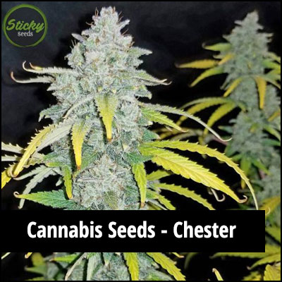 cannabis seeds in Chester