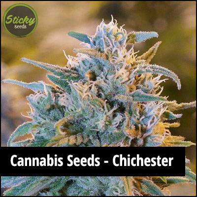 cannabis seeds in Chichester