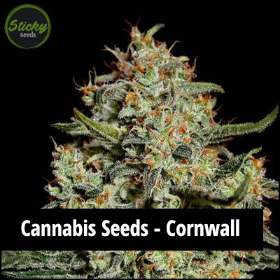 cannabis seeds in Cornwall