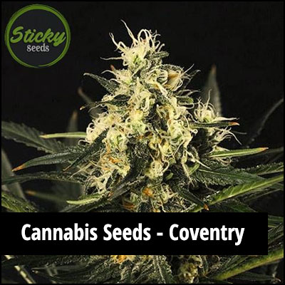 cannabis seeds in Coventry