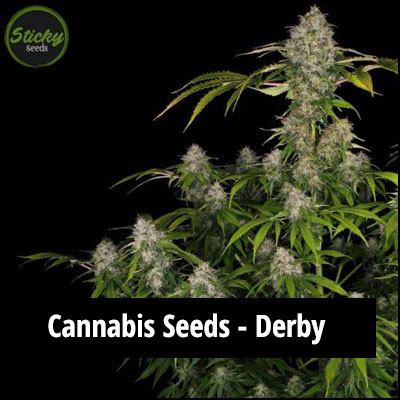 cannabis seeds in Derby