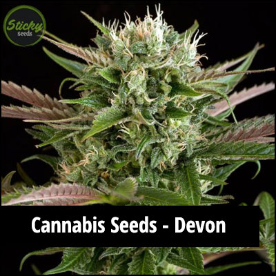 cannabis seeds in Devon