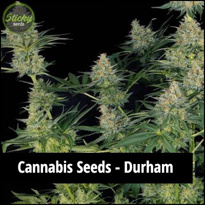 cannabis seeds in Durham