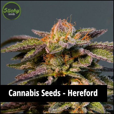 cannabis seeds in Hereford