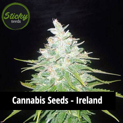 cannabis seeds in Ireland