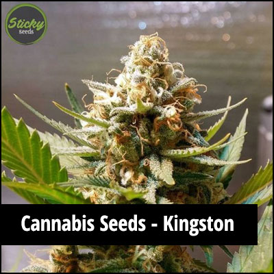 cannabis seeds in Kingston