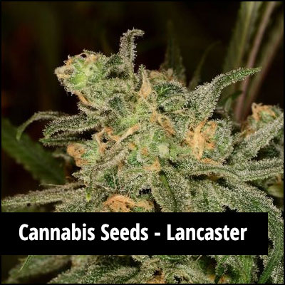 cannabis seeds in Lancaster