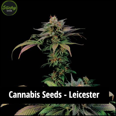 cannabis seeds in Leicester
