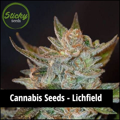 cannabis seeds in Lichfield