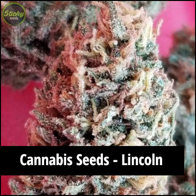 cannabis seeds in Lincoln