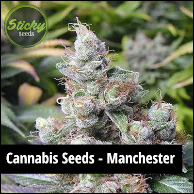 cannabis seeds in Manchester