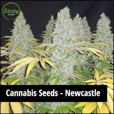 cannabis seeds in Newcastle