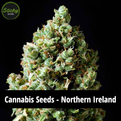 cannabis seeds in Northern Ireland