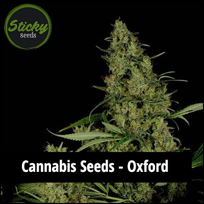 cannabis seeds in Oxford