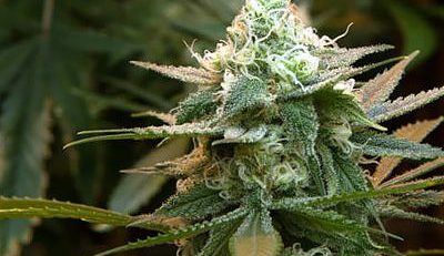 anatomy of a cannabis plant