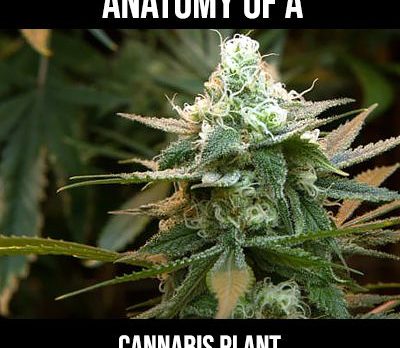 anatomy of a cannabis plant