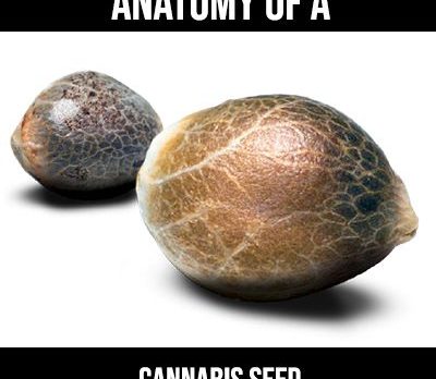 anatomy of a cannabis seed