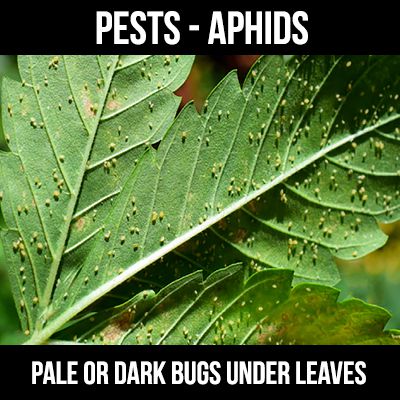 aphids on cannabis leaf