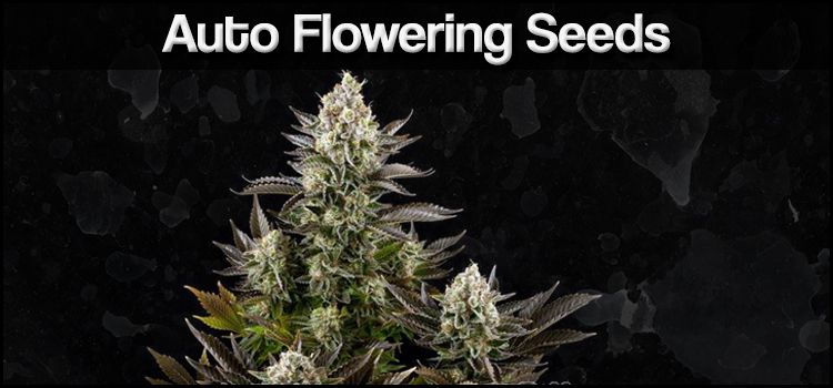 Buy Auto Flowering Cannabis Seeds Online