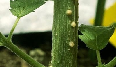 barnacle scales on cannabis plant