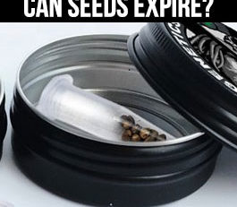 can cannabis seeds expire