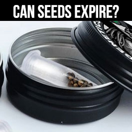 can cannabis seeds expire