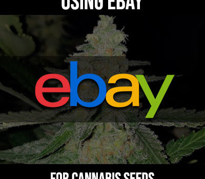 cannabis seeds and ebay