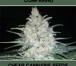 comparing cheap cannabis seeds
