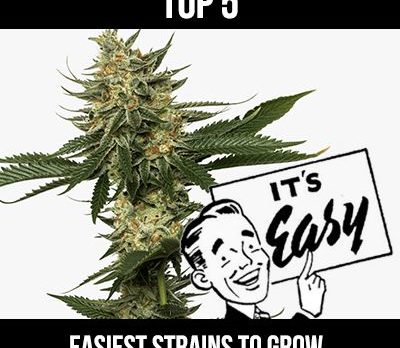 easy cannabis strains to grow
