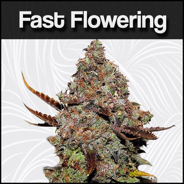 Fast Flowering Seeds