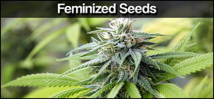 Buy Feminized Cannabis Seeds Online