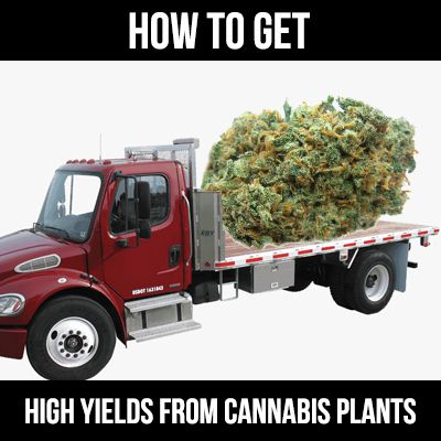 how to improve cannabis yields