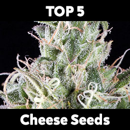 high yielding cheese seeds