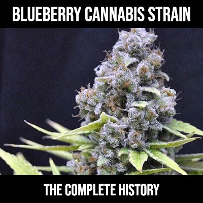 history of blueberry strain