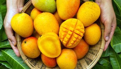 how mangoes increase cannabis effects